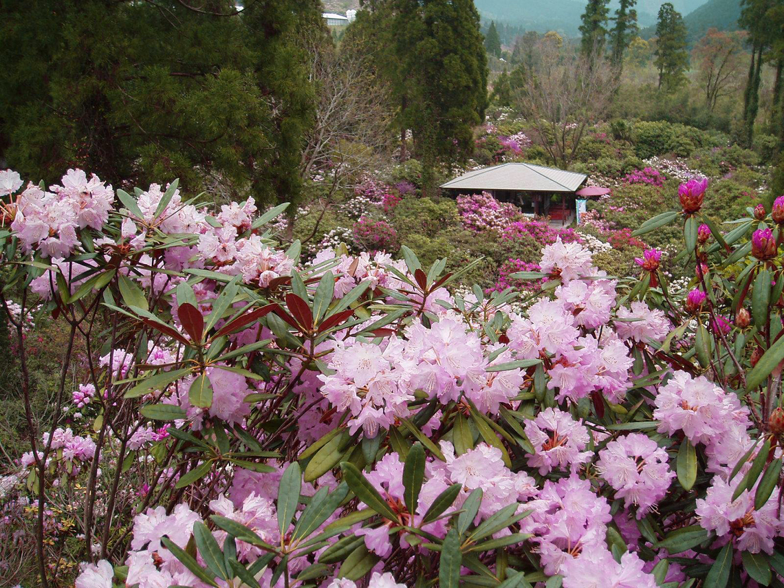 しゃくなげの森