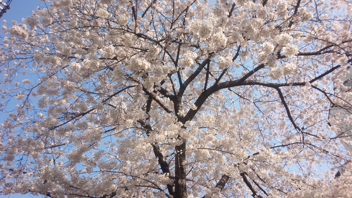 sakura